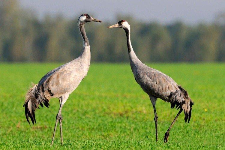 Журавли – фото птицы
