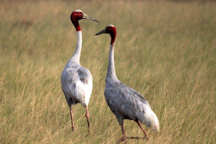 Журавли – фото птицы