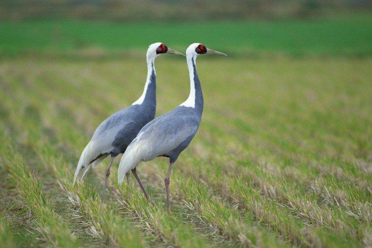 Журавли – фото птицы