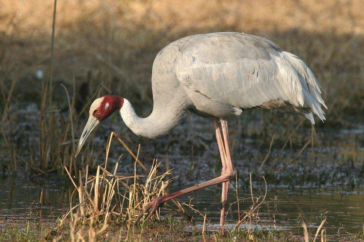 Индийский журавль