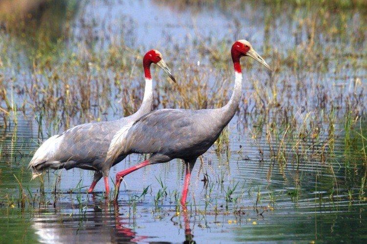 Австралийский журавль