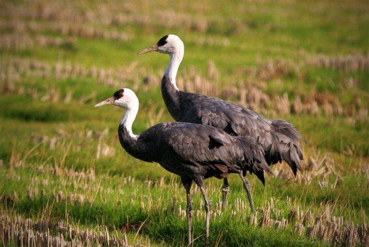 Черный журавль