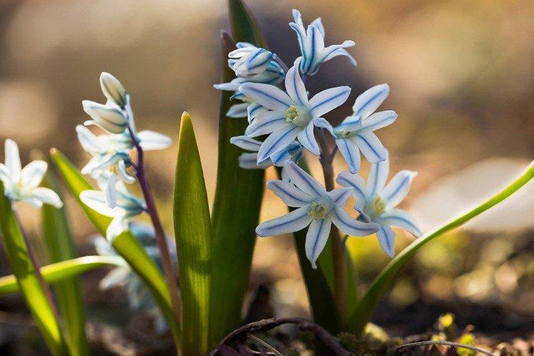 Пушкиния (60 фото): виды, посадка и уход в открытом грунте