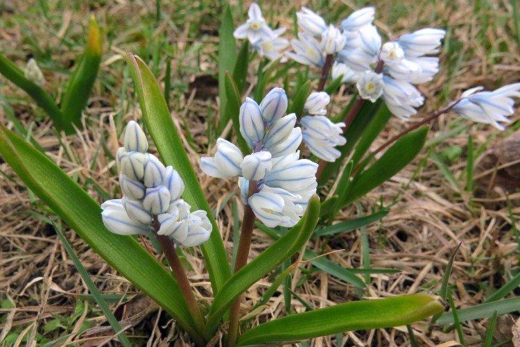 Борьба с вредителями и болезнями