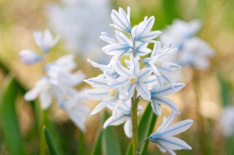 Пушкиния – фото