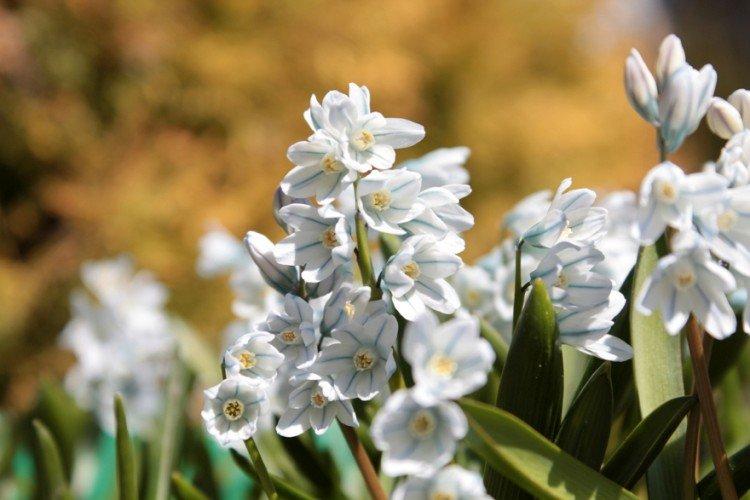 Пушкиния – фото