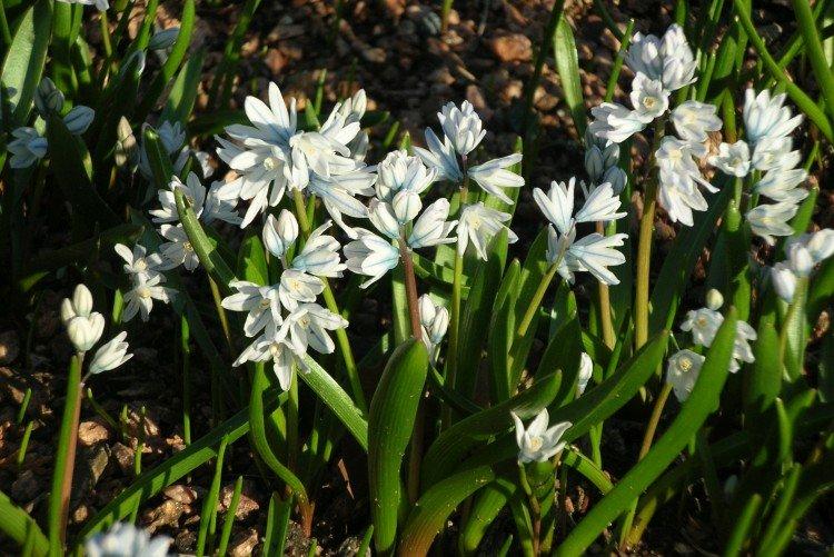 Пушкиния – фото