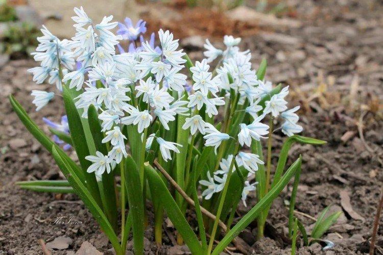 Пушкиния – фото