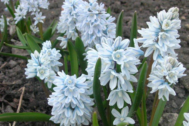 Пушкиния – фото