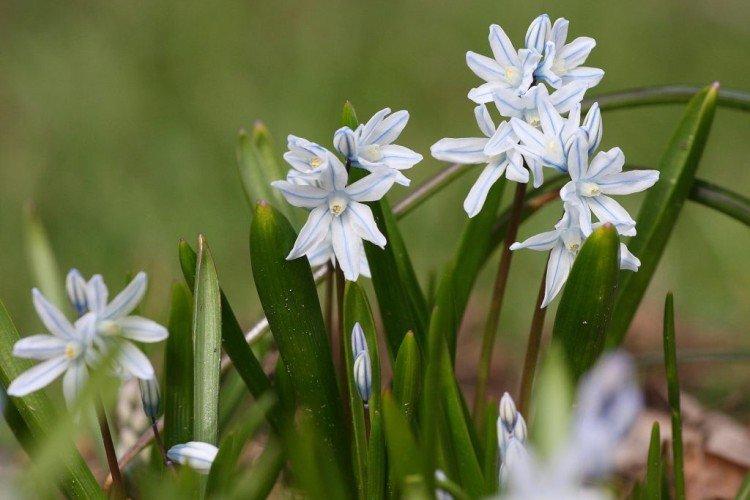 Пушкиния – фото