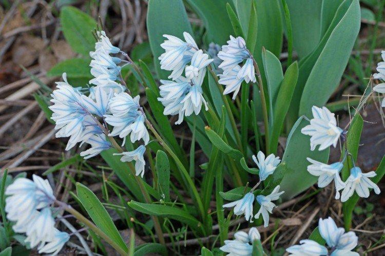 Пушкиния – фото