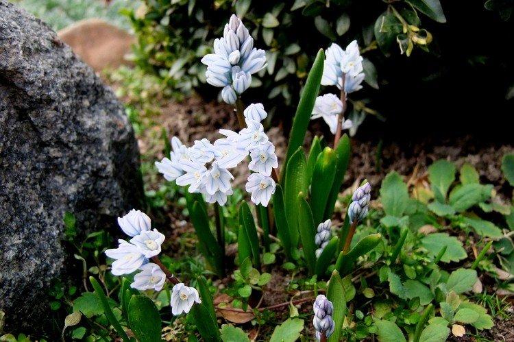 Пушкиния – фото