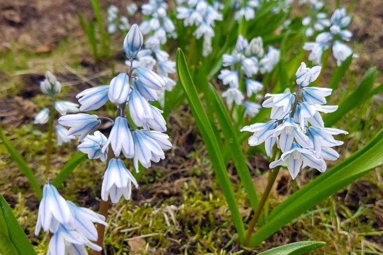 Пушкиния – фото