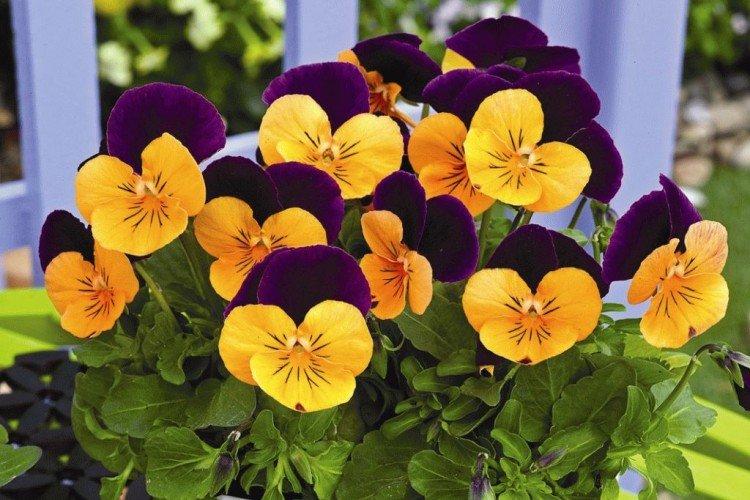 Удобрения и подкормка