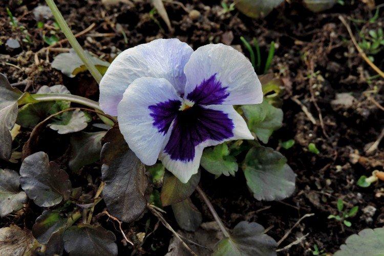 Борьба с вредителями и болезнями