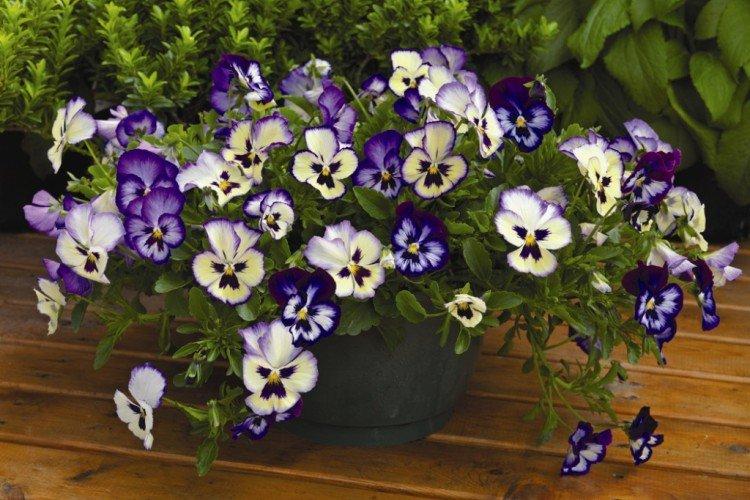 Виола – фото