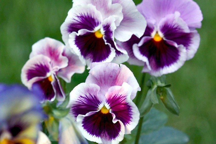 Виола – фото