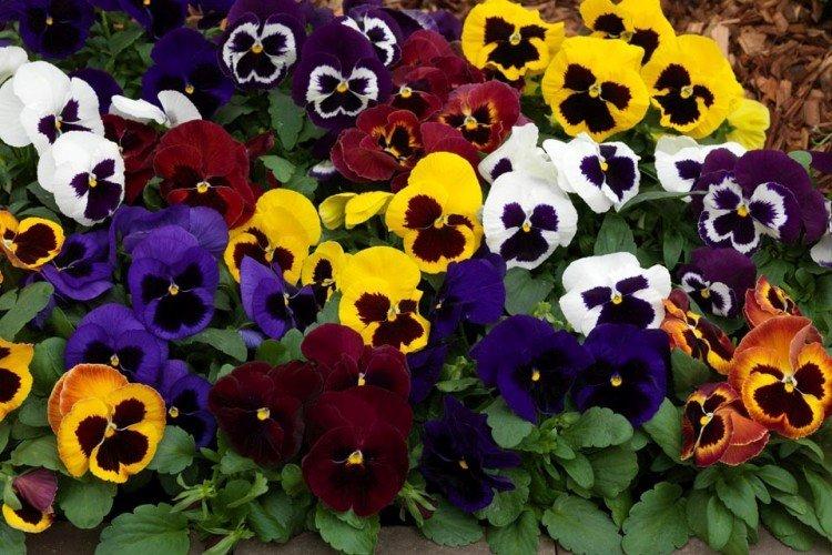 Виола Виттрока