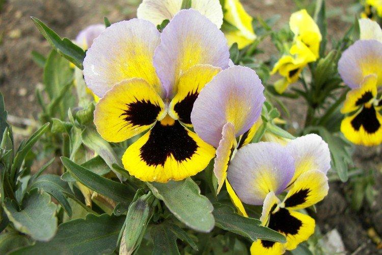 Виола – фото