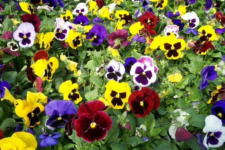 Виола – фото