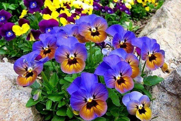 Виола – фото