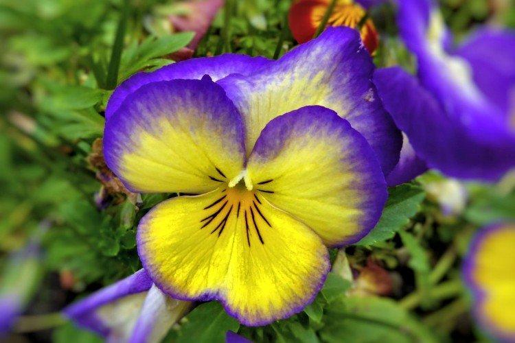 Виола – фото