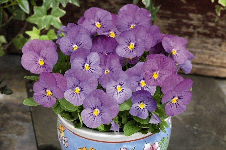 Виола – фото