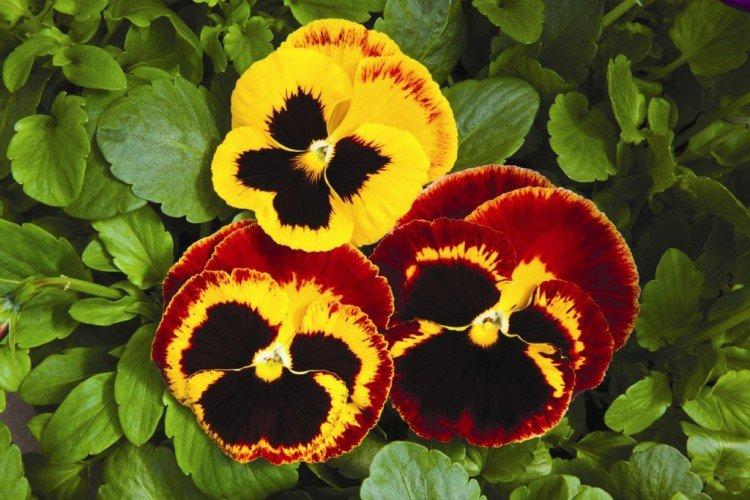 Виола – фото