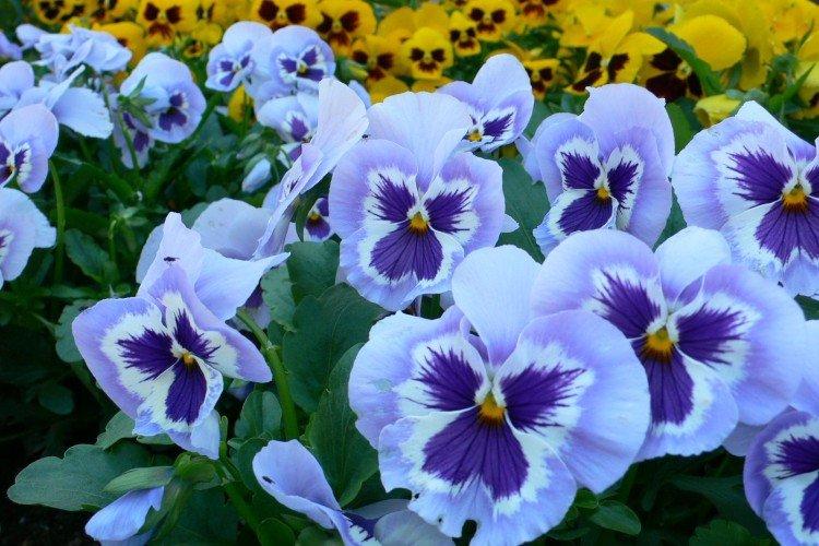 Виола – фото