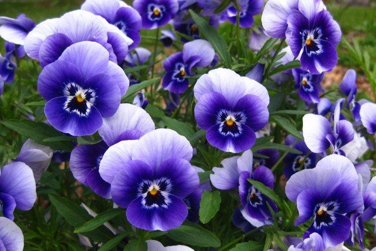 Виола – фото