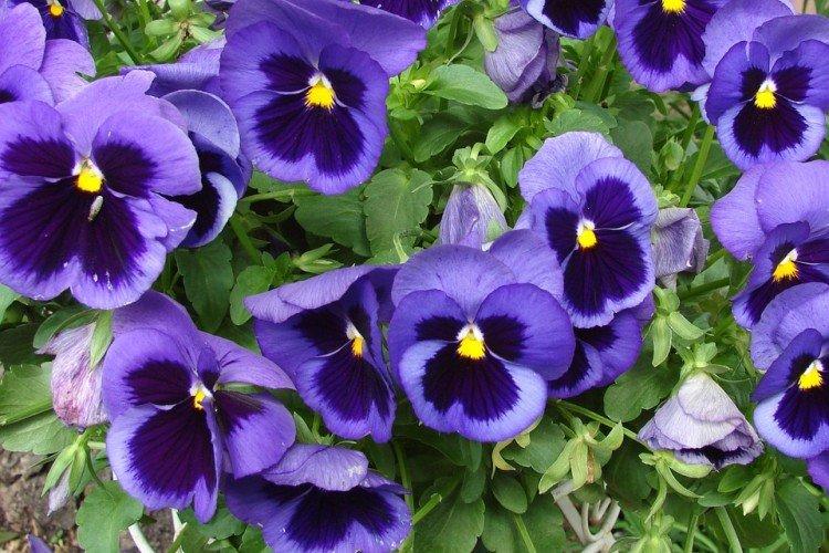 Виола – фото