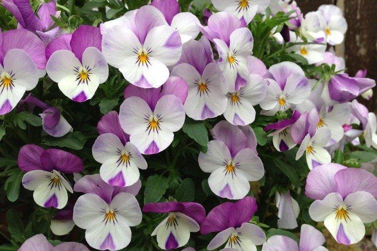 Виола – фото