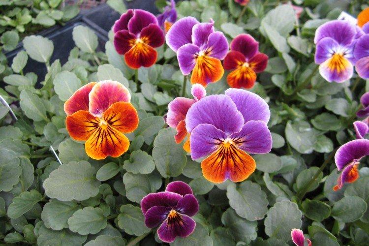 Виола – фото