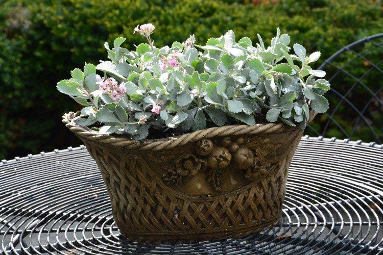 Ампельный гелихризум