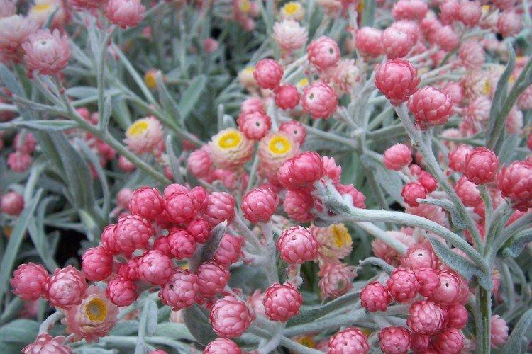 Шлемовидный гелихризум