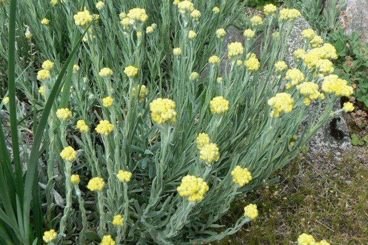 Песчаный гелихризум