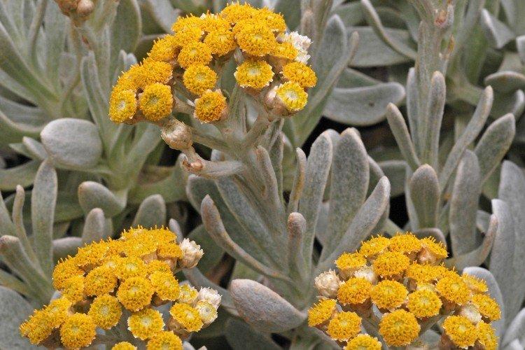 Удобрения и подкормка