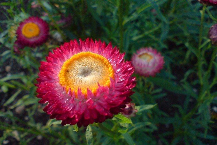 Гелихризум – фото