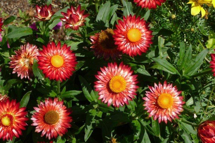 Гелихризум – фото