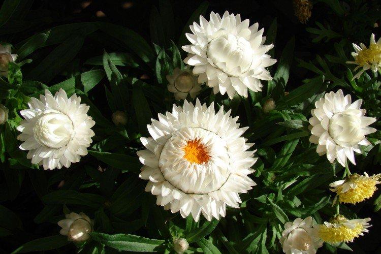 Гелихризум – фото