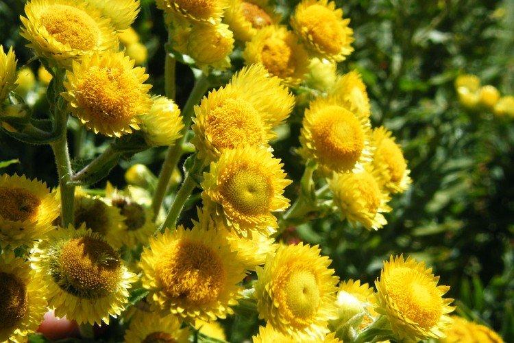 Гелихризум – фото