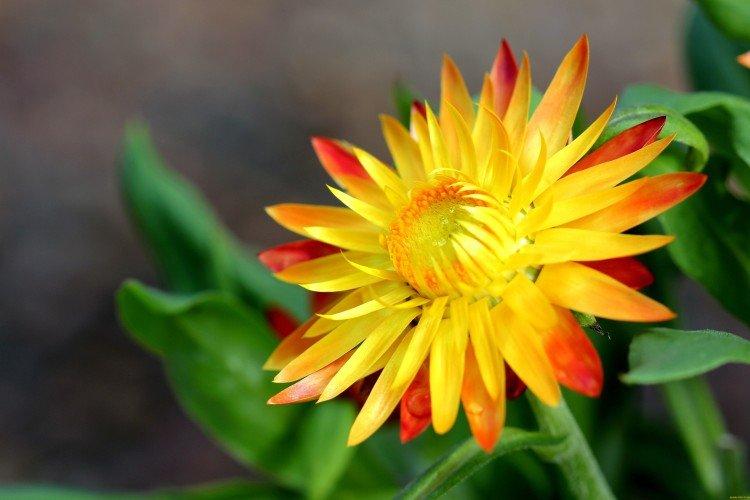 Гелихризум – фото