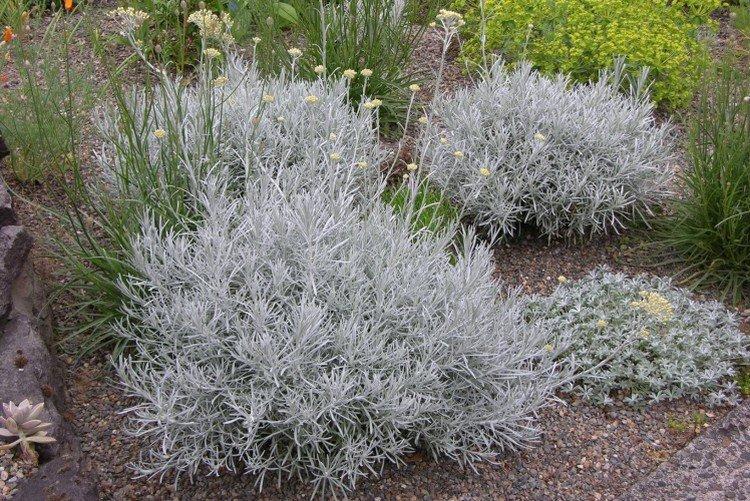 Гелихризум – фото