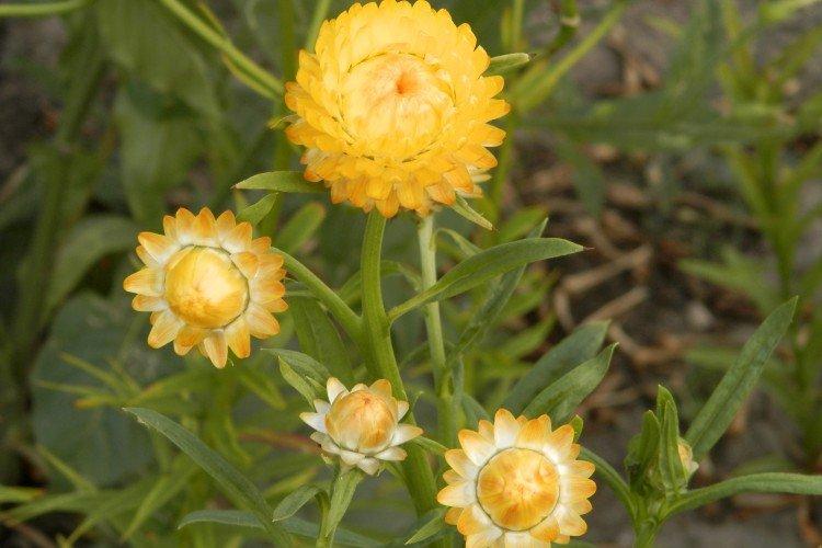 Гелихризум – фото