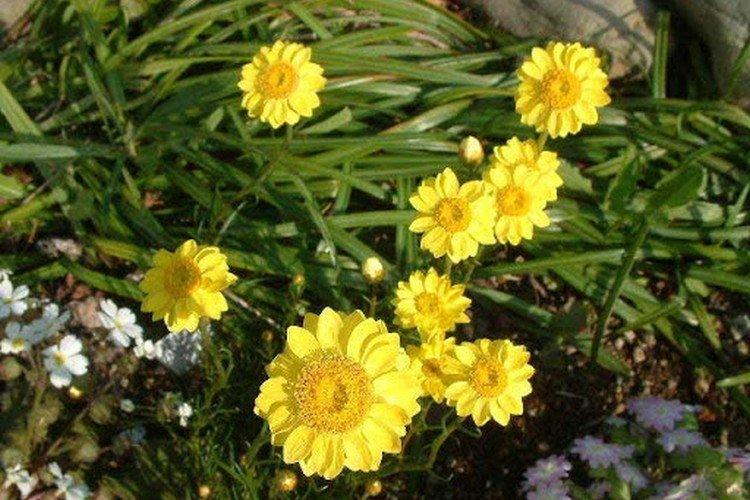 Шилолистный гелихризум