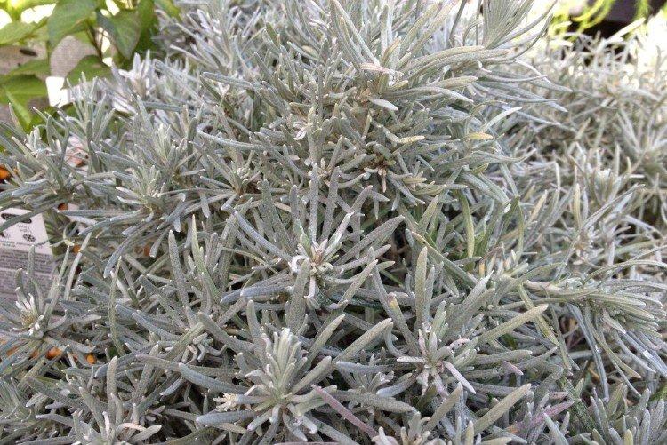 Гелихризум – фото