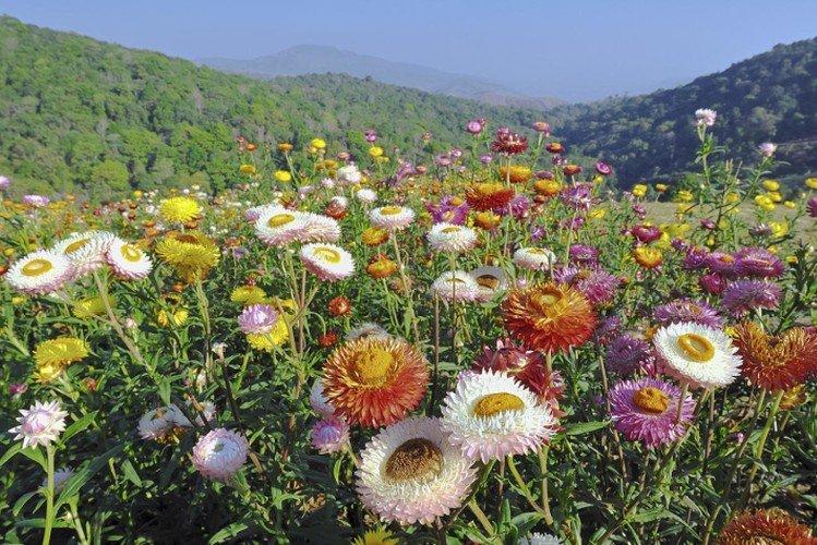 Гелихризум – фото