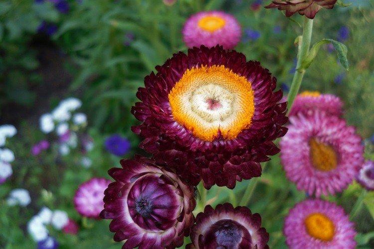 Большой гелихризум