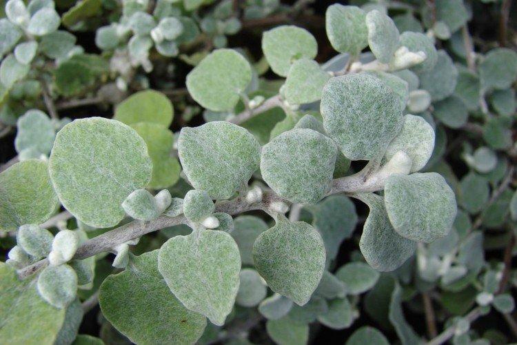 Черешковый гелихризум