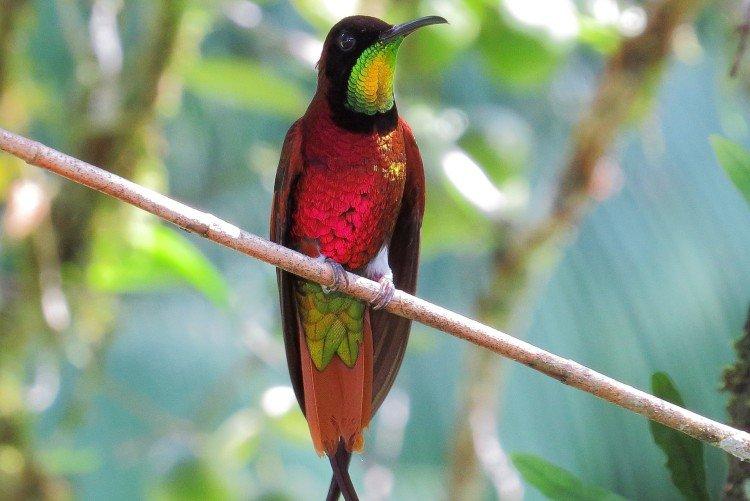 Топазовый колибри